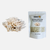Mini Oyster Mushroom Spawn Bags – Tropical Bundle 600g | Easy Home Growing
